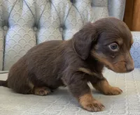 Sagaxus, a male Miniature Dachshund for sale in Fair Play, MO – 1 of 3