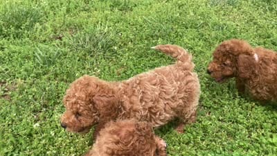 Chance , a male Miniature Goldendoodle for sale in Fair Play, MO – 7 of 7