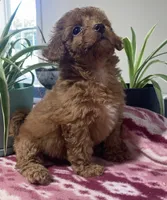 Egypt , a male Miniature Goldendoodle for sale in Fair Play, MO – 9 of 10