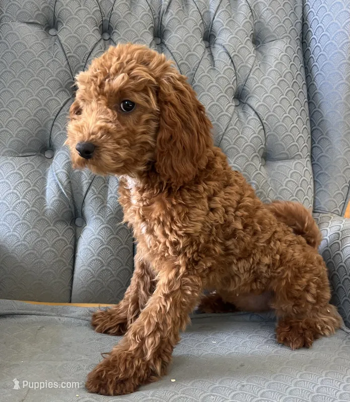 Criollo  – Miniature Goldendoodle puppy for sale in Fair Play, MO