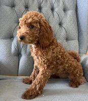 Criollo , a female Miniature Goldendoodle for sale in Fair Play, MO – 1 of 10