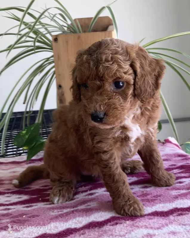 West  – Miniature Goldendoodle puppy for sale in Fair Play, MO