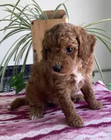 West , a male Miniature Goldendoodle for sale in Fair Play, MO – 1 of 3