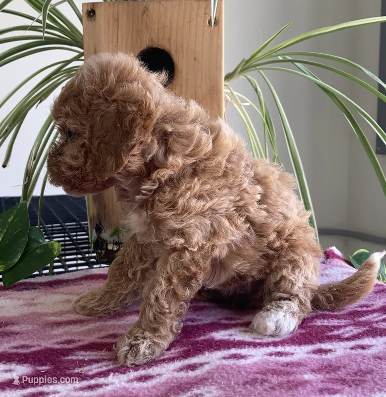 Wave – Miniature Goldendoodle puppy for sale in Fair Play, MO