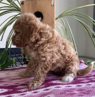 Wave, a female Miniature Goldendoodle for sale in Fair Play, MO – 1 of 3