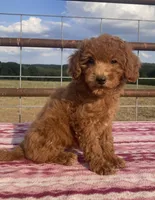 Wren, a female Miniature Goldendoodle for sale in Fair Play, MO – 4 of 10