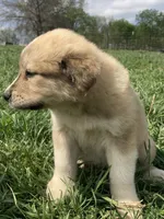 Simba, a male Bull Terrier and Great Pyrenees for sale in Fair Play, MO – Photo 2 of 2