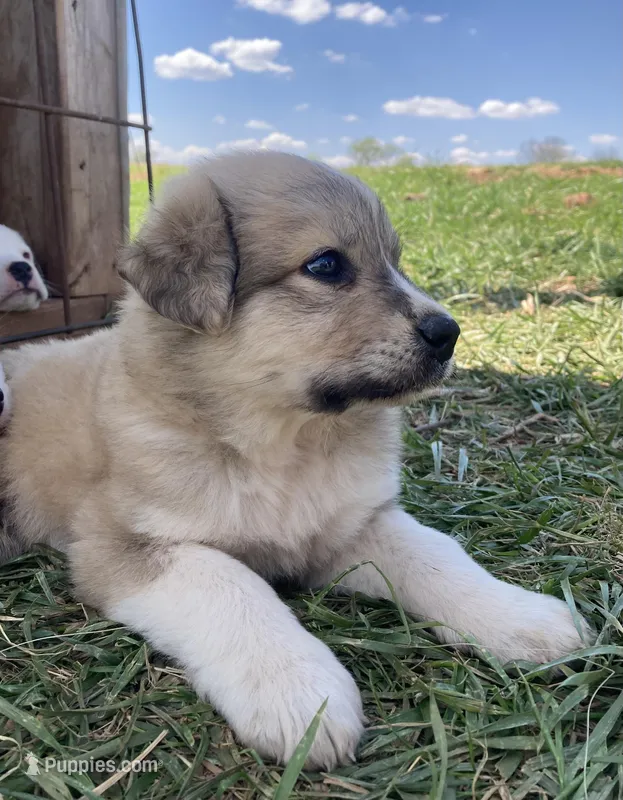Simba – Bull Terrier, Great Pyrenees puppy for sale in Fair Play, MO