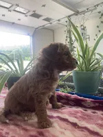 West , a male Miniature Goldendoodle for sale in Fair Play, MO – 3 of 3