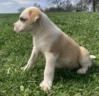 Fritter, a male Bull Terrier and Great Pyrenees for sale in Fair Play, MO – Photo 2 of 3