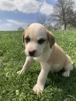 Fritter, a male Bull Terrier and Great Pyrenees for sale in Fair Play, MO – Photo 3 of 3