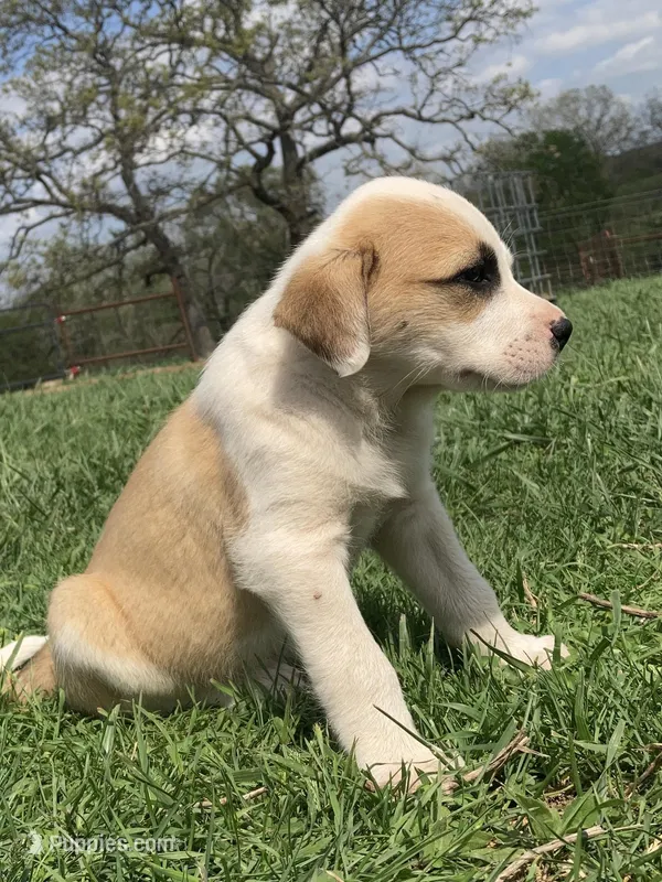 Fritter – Bull Terrier, Great Pyrenees puppy for sale in Fair Play, MO