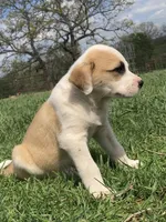 Fritter, a male Bull Terrier and Great Pyrenees for sale in Fair Play, MO – Photo 1 of 3