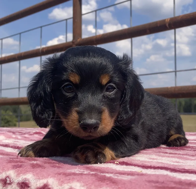 Sienna – Miniature Dachshund puppy for sale in Fair Play, MO