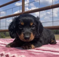 Sienna, a female Miniature Dachshund for sale in Fair Play, MO – 1 of 5