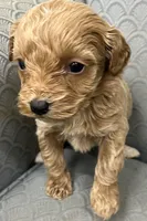 Maryland, a female Miniature Goldendoodle for sale in Fair Play, MO – Photo 3 of 6