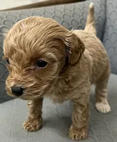 Maryland, a female Miniature Goldendoodle for sale in Fair Play, MO – Photo 4 of 6