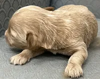 Maryland, a female Miniature Goldendoodle for sale in Fair Play, MO – Photo 5 of 6