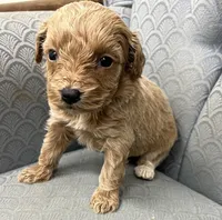 Maryland, a female Miniature Goldendoodle for sale in Fair Play, MO – Photo 1 of 6