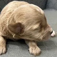 Maryland, a female Miniature Goldendoodle for sale in Fair Play, MO – Photo 6 of 6
