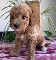 Wave, a female Miniature Goldendoodle for sale in Fair Play, MO – 3 of 3