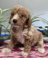 Genesis , a male Miniature Goldendoodle for sale in Fair Play, MO – 5 of 10