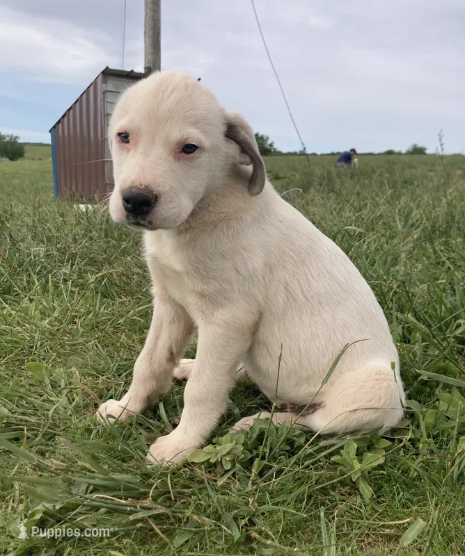 Latte – Bull Terrier, Great Pyrenees puppy for sale in Fair Play, MO