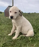 Latte, a female Bull Terrier and Great Pyrenees for sale in Fair Play, MO – 1 of 7
