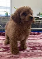 Egypt , a male Miniature Goldendoodle for sale in Fair Play, MO – 4 of 10