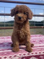 Wren, a female Miniature Goldendoodle for sale in Fair Play, MO – 2 of 10