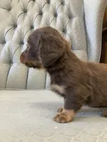 Shogg, a male Miniature Dachshund for sale in Fair Play, MO – 2 of 3