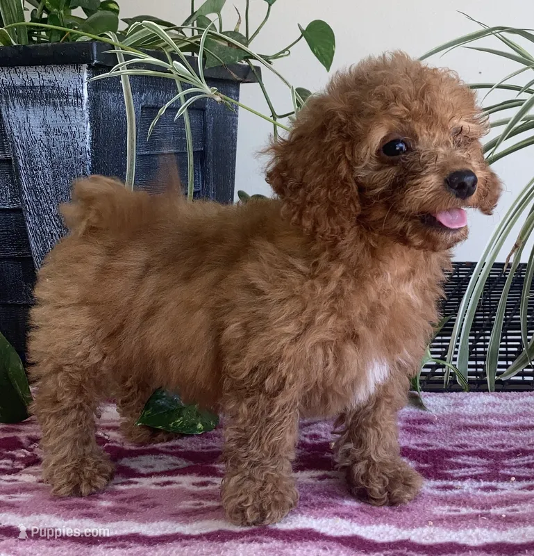 Egypt  – Miniature Goldendoodle puppy for sale in Fair Play, MO