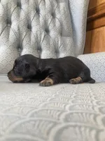 Triss, a female Miniature Dachshund for sale in Fair Play, MO – 3 of 4