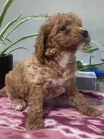 Destiny, a female Miniature Goldendoodle for sale in Fair Play, MO – 7 of 10