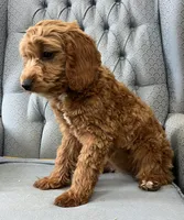 Shetland , a female Miniature Goldendoodle for sale in Fair Play, MO – 3 of 10