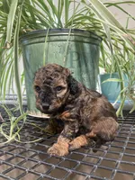Forrest , a male Poodle - Miniature  for sale in Fair Play, MO – 1 of 1