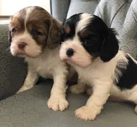 Ruggum, a male Cavalier King Charles Spaniel for sale in Fair Play, MO – 2 of 3