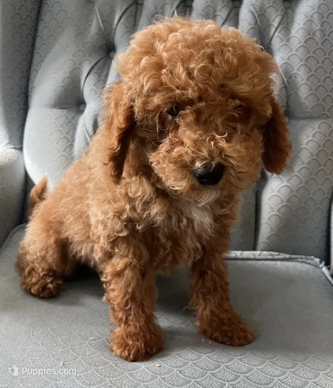 Chance  – Miniature Goldendoodle puppy for sale in Fair Play, MO