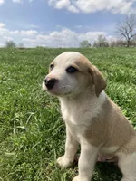 Beans, a male Bull Terrier and Great Pyrenees for sale in Fair Play, MO – Photo 2 of 2