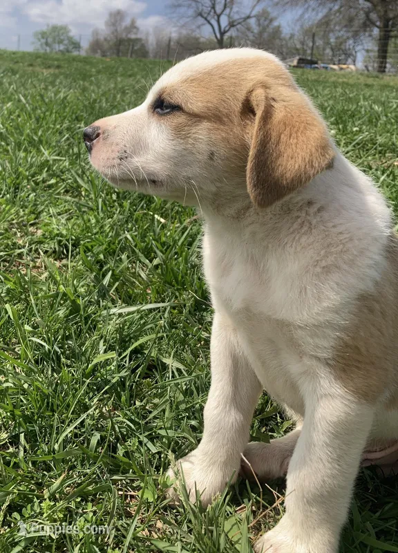 Beans – Bull Terrier, Great Pyrenees puppy for sale in Fair Play, MO