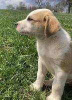 Beans, a male Bull Terrier and Great Pyrenees for sale in Fair Play, MO – Photo 1 of 2