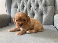Gale, a male Cavalier King Charles Spaniel for sale in Fair Play, MO – 2 of 3