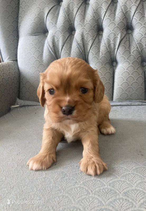 Gale – Cavalier King Charles Spaniel puppy for sale in Fair Play, MO