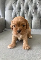 Gale, a male Cavalier King Charles Spaniel for sale in Fair Play, MO – 1 of 3
