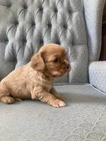 Gale, a male Cavalier King Charles Spaniel for sale in Fair Play, MO – 3 of 3