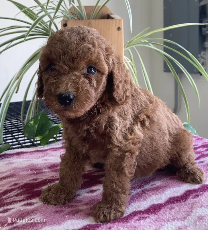 Whiskey – Miniature Goldendoodle puppy for sale in Fair Play, MO