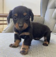 Russa, a female Miniature Dachshund for sale in Fair Play, MO – 1 of 3