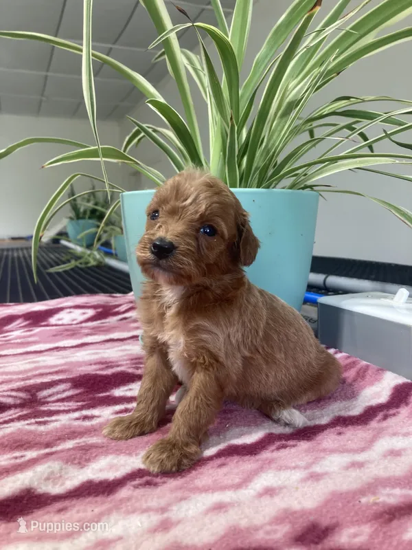  Verity – Miniature Goldendoodle puppy for sale in Fair Play, MO