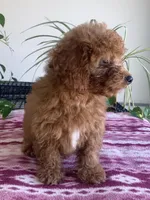 Egypt , a male Miniature Goldendoodle for sale in Fair Play, MO – 2 of 10