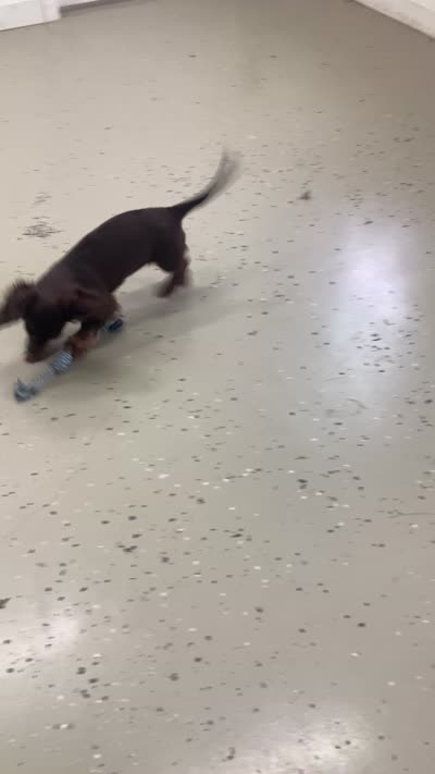Shogg, a male Miniature Dachshund for sale in Fair Play, MO – 10 of 10
